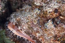 Titan Scorpionfish. South Maui. Nikon D200, 105mm Macro, ... by Patrick Reardon 